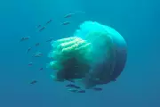 Giant Barrel Jellyfish Invasion: UK Coastlines Experience Unprecedented Surge