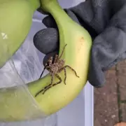 Giant Huntsman Spider Found in School Bananas Sparks Fear