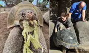 Gramma the 141-Year-Old Galapagos Tortoise Dies at San Diego Zoo