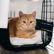 Grandad Adopts Shelter's Longest Resident Cat and Finds Perfect Companion