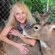 Grandmother Killed by Rescued Deer After 12 Years of Rehabilitation