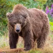 Grizzly Bear Attack: 11 Children Injured, 2 Critical