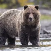 Grizzly Bear Attack: 11 Injured in School Outing Horror in Canada