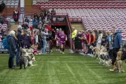 Guide Dogs Puppies Form Guard of Honour at Women's Rugby Match