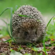 Help Hedgehogs Hibernate: 1 Simple Item for Your Garden