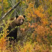 Hero Teachers Shield Pupils in Canadian Grizzly Bear Attack