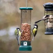 Hidden Danger in Bird Feeders: Expert Warns Brits as Cold Snap Hits