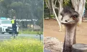 Highway Havoc: Emu Brings Princes Freeway to Complete Standstill in Bizarre Rush Hour Drama