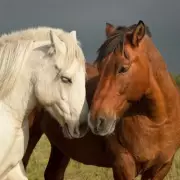 Horse optical illusion stuns viewers as black and white turns to colour