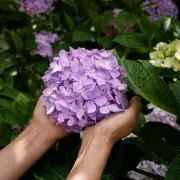Hydrangea Hacks: Your Ultimate Guide to Stunning Blooms All Season Long