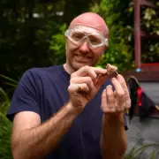 I'm A Celeb's New Trial: Camel Anus Challenge Tested