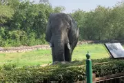 India's Beloved 'Lonely Elephant' Shankar Dies at Washington DC Zoo