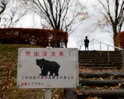 Japan Bear Attack: Man Fights Off Bear in Public Toilet Amid Record Surge