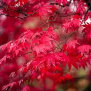 Japanese Maple Mastery: 5 Expert Tips for Spectacular Autumn Colour in Your Garden