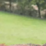 Kelvin Fletcher's Peak District Farm Opens for Weddings Amid Injury Setback