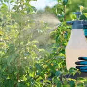 Kill Plant Pests with Rubbing Alcohol: Gardener's Secret