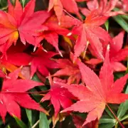 Late November Pruning: Expert's 1 Vital Task for Thriving Japanese Acers