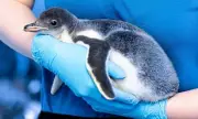 London Aquarium Defends Basement Penguins as MPs Demand Release