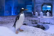 London Aquarium Pledges Talks Over Captive Penguin Welfare Concerns