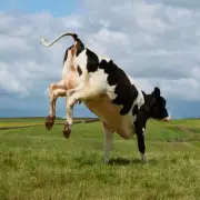 Man Crushed to Death by Falling Cow in Bed: Brazil Tragedy