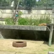 Man killed by lioness after scaling 20ft wall into Brazilian zoo enclosure