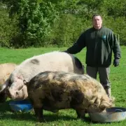 Mid Wales Mystery: 12 Sheep Killed by 'Beast' in Rural Attacks