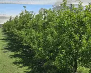 Mysterious Apple Shortage Hits Blue Mountains Orchard, Stumping Growers