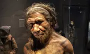 Neanderthals Never Went Extinct, New Study Claims – They Were Absorbed