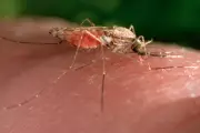 New Malaria Drug GanLum Achieves 97% Cure Rate in Trials