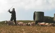 Norfolk Free Range Farm Faces Animal Cruelty Charges After Activist Footage