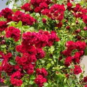 November Rose Care: The Essential Gardening Tasks You Can't Afford to Miss