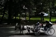 NYC Council Rejects Central Park Horse Carriage Ban After Heated Debate