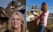 Ohio Grandmother, 64, Dies in Tragic Deer Attack During Rescue Attempt