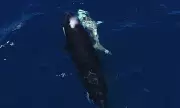 Orca Pod's Brutal Takedown: Stunning Drone Footage Reveals Great White Shark Hunt