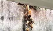 Over 100 Monkeys Swarm Chinese Park in Spectacular Sighting