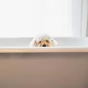 Paws and Relax: Premier Inn Launches Dog TV Channel for Four-Legged Guests