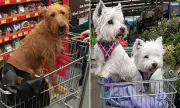 Paws for Thought: Bunnings Faces Growing Pressure to Ban Dogs From Stores Amid Safety Fears
