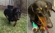 Perth Woman Fined Over $20k for Hiding Meth in Pet Dachshund
