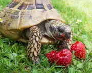 Pet Owners Warned: Common Fruits Can Harm Your Tortoise
