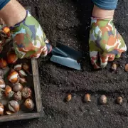 Plant This November Bulb for Stunning Summer Blooms in Shade