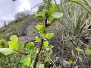 Plant's Toxic Squirts Reach 1.5 Metres in Ancient Arms Race