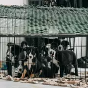 Puppies Saved by 'Auntie' Dog After Heartless Field Abandonment