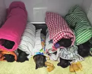 Queensland's Flying Foxes Hospitalised After Giant Hailstorm Pummels Bat Colonies