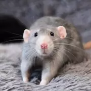 Rat Invasion Crisis: 10 Essential Tips to Keep Rodents Away From Your Home This Winter