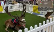 Reindeer Outcry at Newcastle Shopping Centre Sparks Animal Welfare Debate