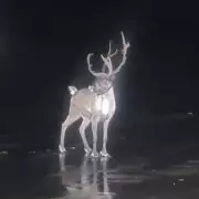 Reindeer Rescue: Multi-Agency Operation Saves Christmas in Merseyside