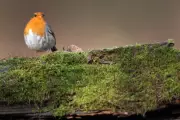 Robin's Intimate Autumn Song: A Magical Encounter at Winkworth Arboretum