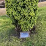 Royal Axe Falls: Prince Andrew's Windsor Castle Tree Faces Chop Over Scandal Fallout