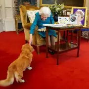 Royal Corgis Face Uncertain Future: The Queen's Beloved Pets at Risk Under Prince Andrew's Care