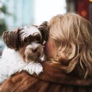 RSPCA Urges Dog Owners to Trim Paw Fur to Prevent Painful Winter Ice